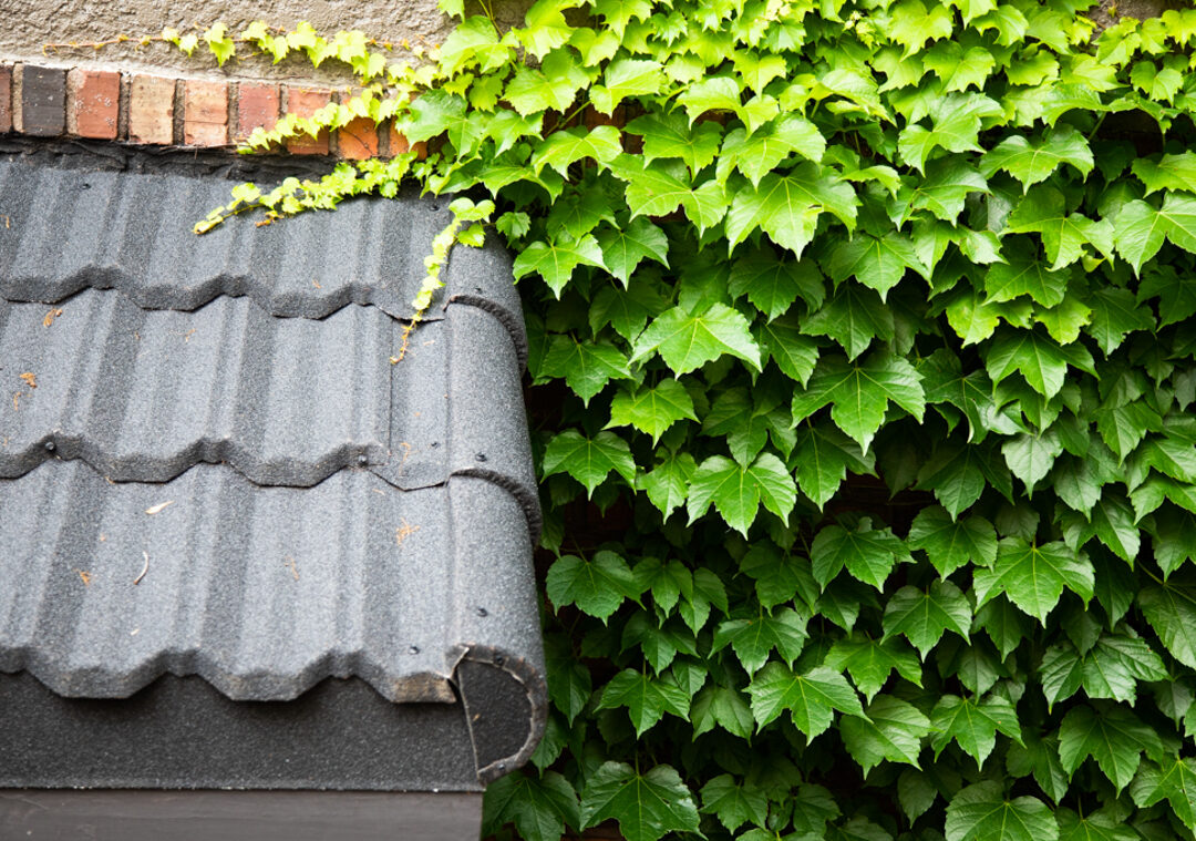 Unified Steel stone-coated metal tile profile close-up with ivy
